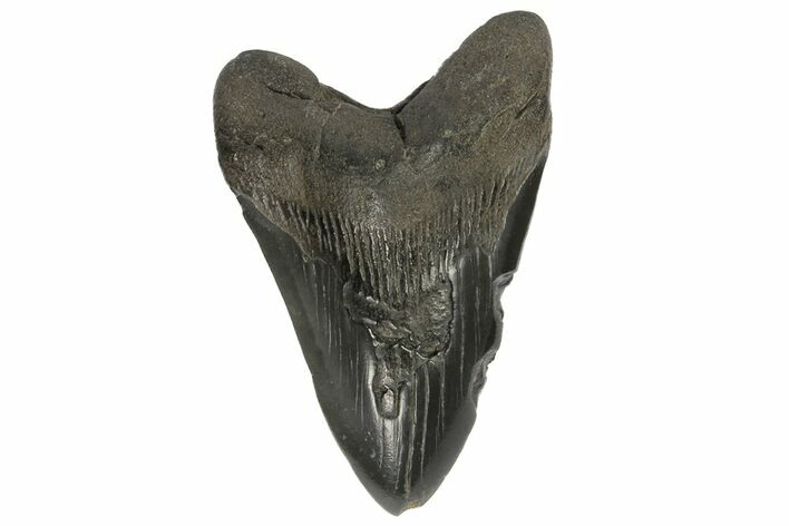 Bargain, Fossil Megalodon Tooth #168943